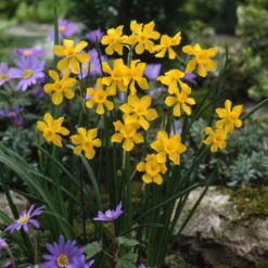 Narcissus Cordubensis -UK Garden Plants Sales 2024 narcissus cordubensis 9