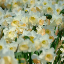 Narcissus 'Cosmopolitan' -UK Garden Plants Sales 2024 narcissus cosmopolitan 2 scaled