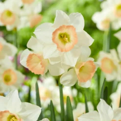 Narcissus 'Cosmopolitan' -UK Garden Plants Sales 2024 narcissus cosmopolitan 4