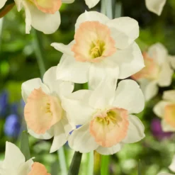 Narcissus 'Cosmopolitan' -UK Garden Plants Sales 2024 narcissus cosmopolitan 5
