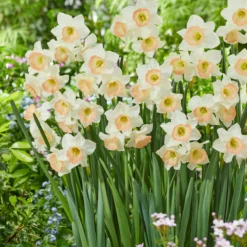 Narcissus 'Cosmopolitan' -UK Garden Plants Sales 2024 narcissus cosmopolitan 6
