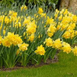 Narcissus 'Dick Wilden' -UK Garden Plants Sales 2024 narcissus dick wilden 1