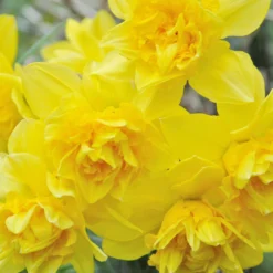 Narcissus 'Dick Wilden' -UK Garden Plants Sales 2024 narcissus dick wilden 2
