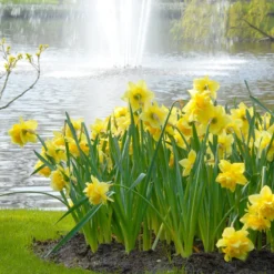 Narcissus 'Dick Wilden' -UK Garden Plants Sales 2024 narcissus dick wilden 3