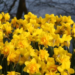 Narcissus 'Dick Wilden' -UK Garden Plants Sales 2024 narcissus dick wilden 3 f6b38cef 6c4f 4cd7 94be e8e357cd231b