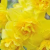 Narcissus 'Dick Wilden' 1 Narcissus 'Dick Wilden' -UK Garden Plants Sales 2024 narcissus dick wilden 4
