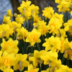 Narcissus 'Dick Wilden' -UK Garden Plants Sales 2024 narcissus dick wilden 4 999aed7c 4b48 46c0 a02c a58669a3e35b