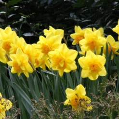 Narcissus 'Dick Wilden' -UK Garden Plants Sales 2024 narcissus dick wilden 5