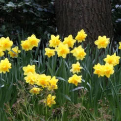 Narcissus 'Dick Wilden' -UK Garden Plants Sales 2024 narcissus dick wilden 6