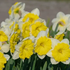 Narcissus 'Dinnerplate' -UK Garden Plants Sales 2024 narcissus dinnerplate 1 scaled