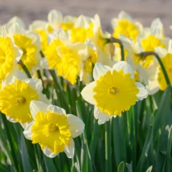 Narcissus 'Dinnerplate' -UK Garden Plants Sales 2024 narcissus dinnerplate 3 scaled