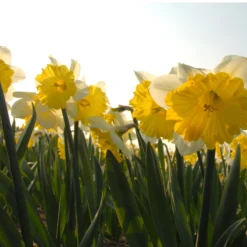Narcissus 'Dinnerplate' -UK Garden Plants Sales 2024 narcissus dinnerplate 5