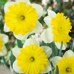 Narcissus 'Dinnerplate'