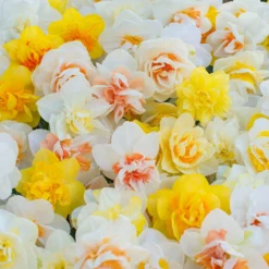 Narcissus 'Double Mixed' -UK Garden Plants Sales 2024 narcissus double mixed 2