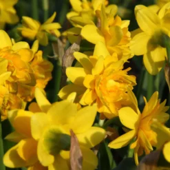 Narcissus 'Tête Bouclé' -UK Garden Plants Sales 2024 narcissus double tete deluxe 1