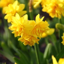 Narcissus 'Tête Bouclé' -UK Garden Plants Sales 2024 narcissus double tete deluxe 3