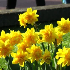 Narcissus 'Tête Bouclé' -UK Garden Plants Sales 2024 narcissus double tete deluxe 4