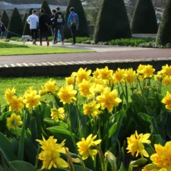 Narcissus 'Tête Bouclé' -UK Garden Plants Sales 2024 narcissus double tete deluxe 5