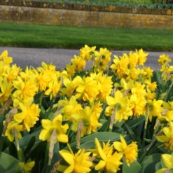 Narcissus 'Tête Bouclé' -UK Garden Plants Sales 2024 narcissus double tete deluxe 6