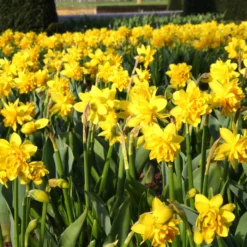 Narcissus 'Tête Bouclé' -UK Garden Plants Sales 2024 narcissus double tete deluxe 7