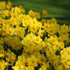 Narcissus 'Dutch Master' -UK Garden Plants Sales 2024 narcissus dutch master 1 013bc8e4 aedd 4432 8401 e12f2ccb0509