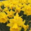 Narcissus 'Dutch Master' -UK Garden Plants Sales 2024 narcissus dutch master 2