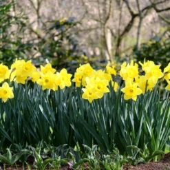 Narcissus 'Dutch Master' -UK Garden Plants Sales 2024 narcissus dutch master 2 0d0d4d6f 0ed6 4cbc bbd8 4adbe096f59d