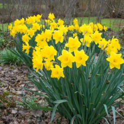 Narcissus 'Dutch Master' -UK Garden Plants Sales 2024 narcissus dutch master 3