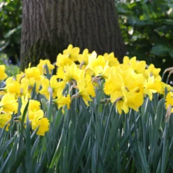 Narcissus 'Dutch Master' -UK Garden Plants Sales 2024 narcissus dutch master 3 3897f102 0ddb 4d21 828a aaf9bdbbbd2e