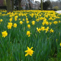 Narcissus 'Dutch Master' -UK Garden Plants Sales 2024 narcissus dutch master 4