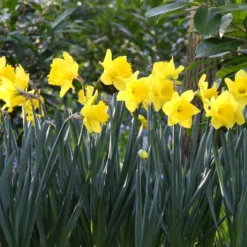 Narcissus 'Dutch Master' -UK Garden Plants Sales 2024 narcissus dutch master 4 401fc9c3 2193 4612 90c4 8d8a399cb9f9