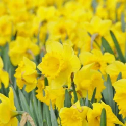 Narcissus 'Dutch Master' -UK Garden Plants Sales 2024 narcissus dutch master 5