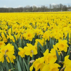 Narcissus 'Dutch Master' -UK Garden Plants Sales 2024 narcissus dutch master 6