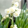 Narcissus 'Erlicheer'