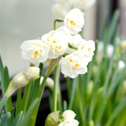 Narcissus 'Erlicheer'
