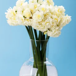 Narcissus 'Erlicheer' -UK Garden Plants Sales 2024 narcissus erlicheer 1 scaled