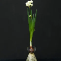 Narcissus 'Erlicheer' -UK Garden Plants Sales 2024 narcissus erlicheer 2 scaled