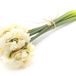 Narcissus 'Erlicheer' -UK Garden Plants Sales 2024 narcissus erlicheer 4