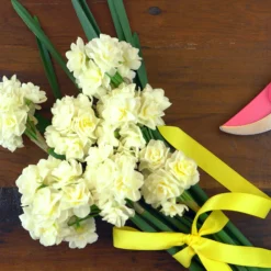 Narcissus 'Erlicheer' -UK Garden Plants Sales 2024 narcissus erlicheer 5