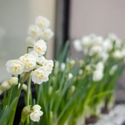 Narcissus 'Erlicheer' -UK Garden Plants Sales 2024 narcissus erlicheer 6 scaled