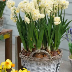 Narcissus 'Erlicheer' -UK Garden Plants Sales 2024 narcissus erlicheer 7