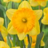Narcissus 'Ferris Wheel' -UK Garden Plants Sales 2024 narcissus ferris wheel 0 scaled