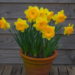 Narcissus 'Ferris Wheel' 19 Narcissus 'Ferris Wheel' -UK Garden Plants Sales 2024 narcissus ferris wheel 00 scaled