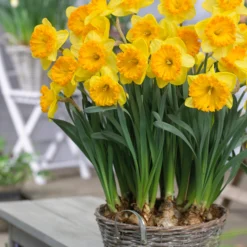 Narcissus 'Ferris Wheel' 14 Narcissus 'Ferris Wheel' -UK Garden Plants Sales 2024 narcissus ferris wheel 1 scaled