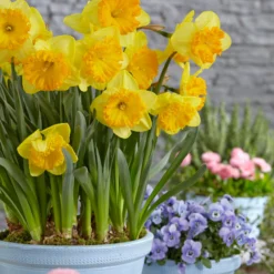 Narcissus 'Ferris Wheel' 17 Narcissus 'Ferris Wheel' -UK Garden Plants Sales 2024 narcissus ferris wheel 3 scaled