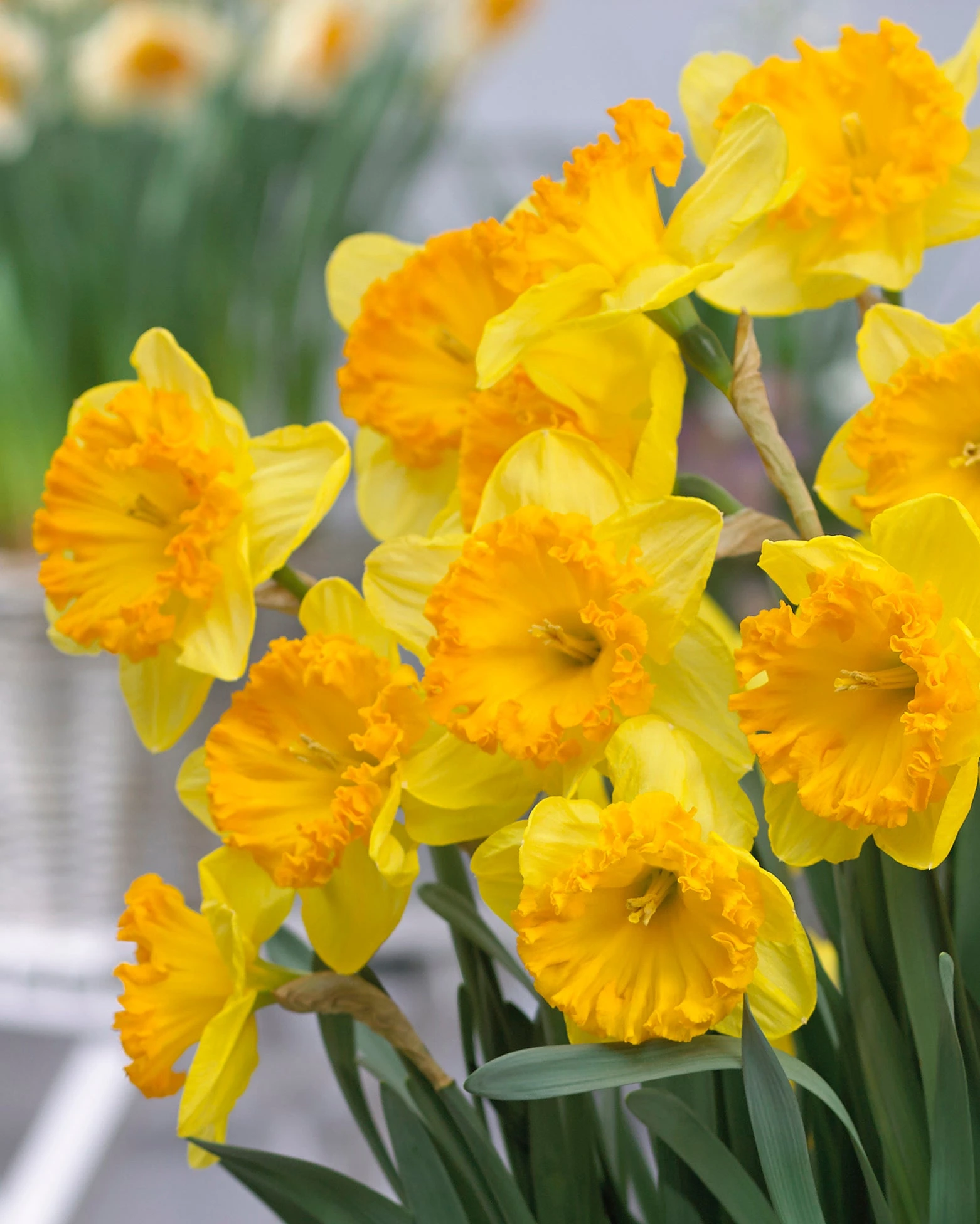 Narcissus 'Ferris Wheel' 4 Narcissus 'Ferris Wheel' - Image 2