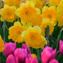 Narcissus 'Ferris Wheel' 13 Narcissus 'Ferris Wheel' -UK Garden Plants Sales 2024 narcissus ferris wheel 5 1195cf20 c18a 4c3f 89e5 55891dbfc59a scaled