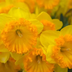 Narcissus 'Ferris Wheel' 16 Narcissus 'Ferris Wheel' -UK Garden Plants Sales 2024 narcissus ferris wheel 6 scaled