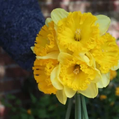 Narcissus 'Ferris Wheel' 15 Narcissus 'Ferris Wheel' -UK Garden Plants Sales 2024 narcissus ferrisd wheel 0