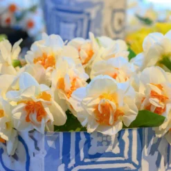 Narcissus 'Fragrant Spring' 9 Narcissus 'Fragrant Spring' -UK Garden Plants Sales 2024 narcissus fragrant spring 4 scaled